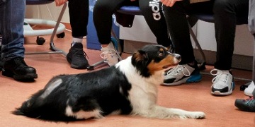 Besuch eines Therapiehundes in der Altenpflegeschule Besuch eines Therapiehundes in der Altenpflegeschule